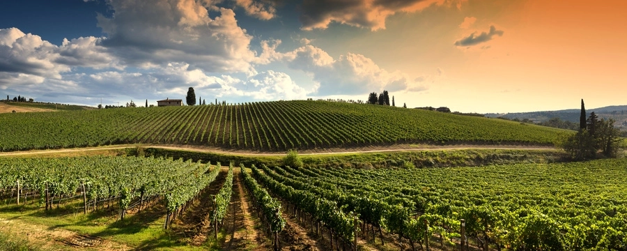 Circuit du vin autour de Toulouse